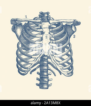 Anatomia Vintage funzioni di stampa l'umano gabbia toracica e spalle. Foto Stock