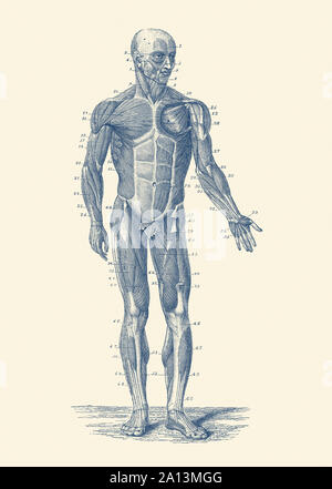 Anatomia Vintage Print mostra un diagramma dell'umano del sistema muscoloscheletrico. Foto Stock