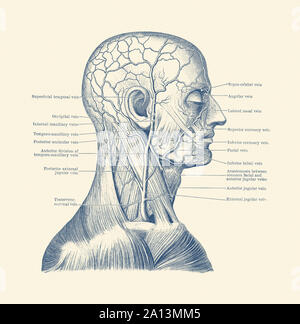 Anatomia Vintage Print mostra uno schema della testa umana. Foto Stock