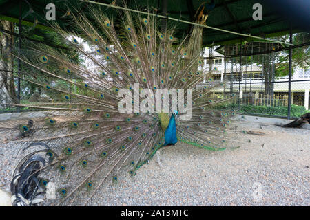 Un orgoglioso peacock diffondere le sue ali e piume in una gabbia di incapsulamento di un giardino zoologico. Foto Stock