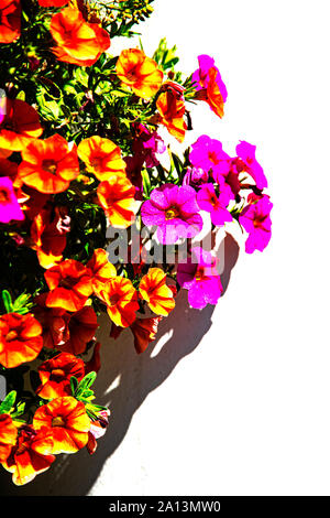 Brillante fioriture estive, nelle petunie in McCall Idaho Foto Stock