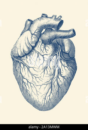 Vintage stampa anatomia del cuore umano con le vene visibili. Foto Stock