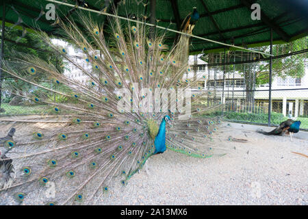 Un orgoglioso peacock diffondere le sue ali e piume in una gabbia di incapsulamento di un giardino zoologico. Foto Stock