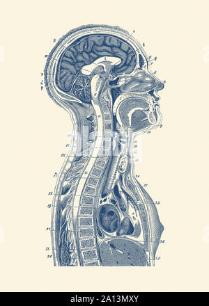 Vintage stampa anatomia del cervello, il sistema linfatico e il midollo spinale. Foto Stock