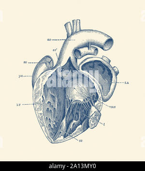 Anatomia Vintage funzioni di stampa il cuore umano mostrare le vene interne. Foto Stock