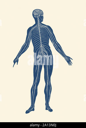 Vintage stampa anatomia del sistema linfatico all'interno di un corpo umano. Foto Stock