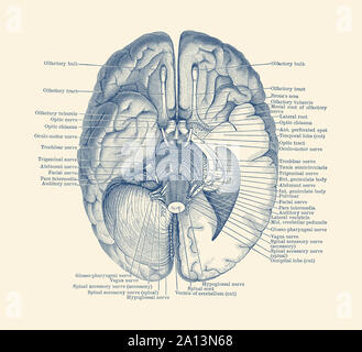 Anatomia Vintage Print mostra il sistema nervoso si trova nel cervello. Foto Stock