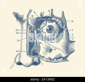 Anatomia Vintage Print che mostra uno schema di un occhio umano e condotto di strappo. Foto Stock