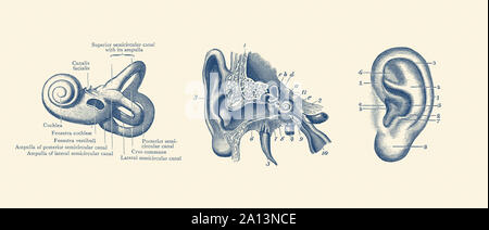 Anatomia Vintage Print mostra tre viste dell'orecchio umano. Foto Stock