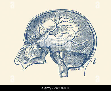 Anatomia Vintage Print che mostra una vista laterale del cervello umano. Foto Stock