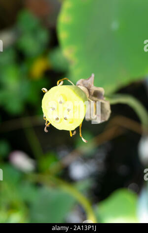 Raro giallo di fiori esotici o la frutta con semi di polline Foto Stock