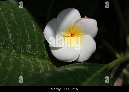 Il frangipani bianco plumeria blossom Foto Stock