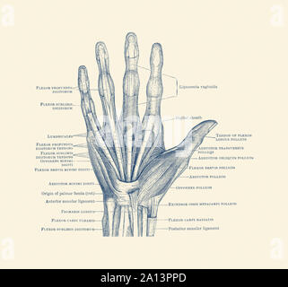Diagramma che illustra le ossa, i legamenti e i muscoli in tutta la mano e le dita. Foto Stock