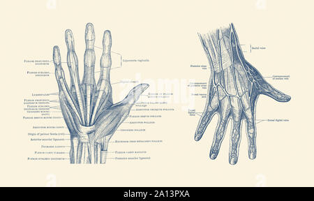 Dual-visualizzare lo schema della mano umana, presentazione di legamenti, muscoli e vene. Foto Stock