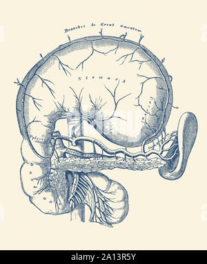 Anatomia Vintage funzioni di stampa uno schema dello stomaco umano. Foto Stock