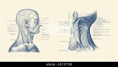 La doppia vista dell umana della testa e del collo e per mostrare i muscoli e le vene in tutto. Foto Stock