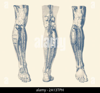 Vintage Print mostra tre viste dell'umano sistema muscolare della gamba destra. Foto Stock