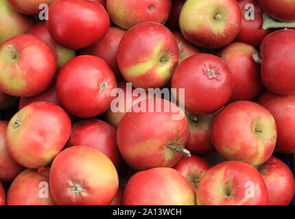 Apple 'Thoday Quarrendon dell', mele, mangiare sano, mangiatori, mangiare le mele, Malus domestica Foto Stock