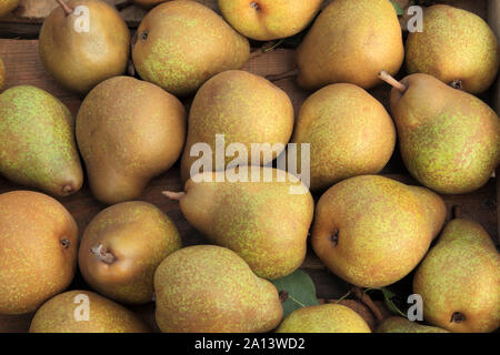 Pera, 'Merton orgoglio dell', pere, mangiare sano, Pyrus Communis Foto Stock