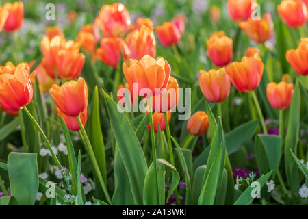 Close up peach tulipani illuminata dal sole di setting Foto Stock