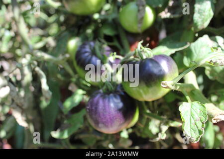 Viola freschi pomodori cimelio di coltivazione della vite in un orto. Foto Stock