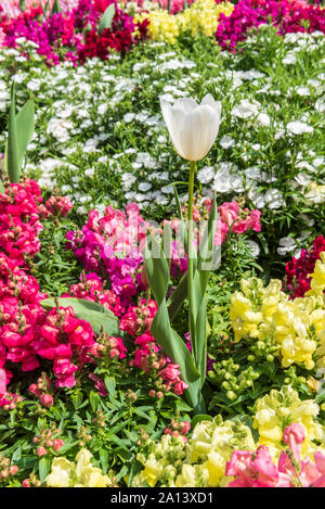 Tulipano bianco circondato da fiori colorati Foto Stock