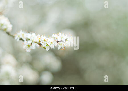 Prugnolo blossom Foto Stock