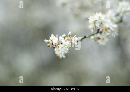 Prugnolo blossom Foto Stock