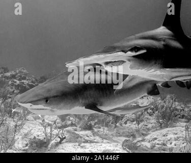 Grande squalo martello e Tiger Shark in bianco e nero, Tiger Beach, Bahamas. Foto Stock