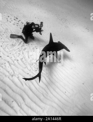 Sommozzatore fotografando un grande squalo martello sul fondale sabbioso di Tiger Beach, Bahamas. Foto Stock