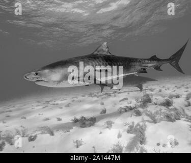 Tiger Shark in bianco e nero, Tiger Beach, Bahamas. Foto Stock