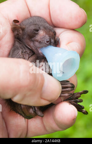 Orphan Little Red Flying Fox (Pteropus scapulatus) - maschio 6 giorni in cura. La baia di vacca. Queensland. Australia. Foto Stock