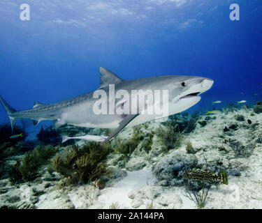 Tiger Shark nuoto oltre il reef, Tiger Beach, Bahamas. Foto Stock