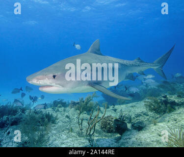 Tiger Shark nuoto oltre il reef, Tiger Beach, Bahamas. Foto Stock