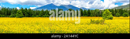 Panoramica di immagini di un campo di girasoli messicano a Flagstaff, in Arizona. Fort Valle di Campo dei Fiori, coperte di fiori selvatici con San Francisco Peaks in t Foto Stock