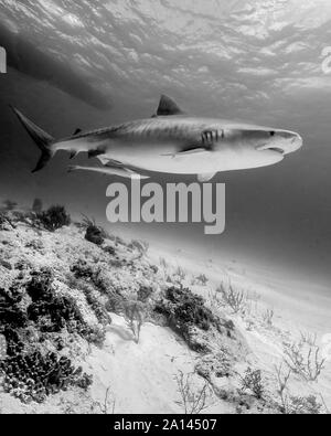 Tiger Shark nuoto oltre il reef, Tiger Beach, Bahamas. Foto Stock