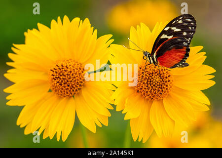 Primo piano di girasoli messicani gialli con farfalla a palangari in piedi su uno di loro. Farfalla colorata su sfondo giallo fiore. Foto Stock