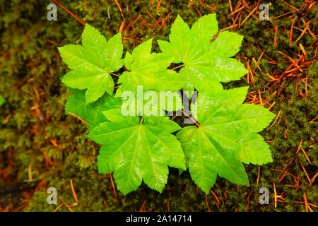 Vite (acero Acer circinatum) foglie lungo Toketee Falls Trail, Umpqua National Forest, Rogue-Umpqua National Scenic Byway, Oregon Foto Stock