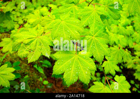 Vite (acero Acer circinatum) foglie lungo Toketee Falls Trail, Umpqua National Forest, Rogue-Umpqua National Scenic Byway, Oregon Foto Stock