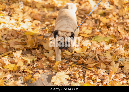 Un cane di razza pug passeggiate nel parco di autunno lungo le foglie di giallo contro lo sfondo di alberi e foresta di autunno Foto Stock