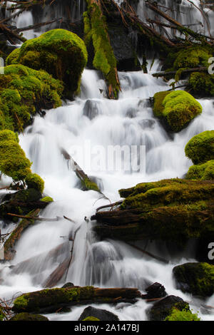 Clearwater Falls, Umpqua National Forest, Rogue-Umpqua National Scenic Byway, Oregon Foto Stock
