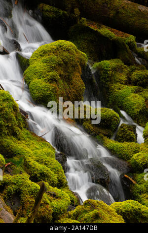 Clearwater Falls, Umpqua National Forest, Rogue-Umpqua National Scenic Byway, Oregon Foto Stock