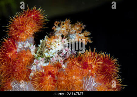 Un soft coral granchio Hoplophrys oatesii, utilizza i polipi vivente per il camuffamento di se stesso. Foto Stock