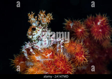 Un soft coral granchio Hoplophrys oatesii, utilizza i polipi vivente per il camuffamento di se stesso. Foto Stock