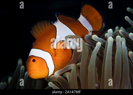 Un falso clownfish, Amphiprion ocellaris, nuota fra i tentacoli del suo host anemone. Foto Stock