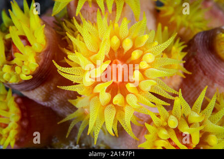Un brillante tazza di corallo, Tubastrea sp., cresce su una scogliera in remoto in Raja Ampat, Indonesia. Foto Stock