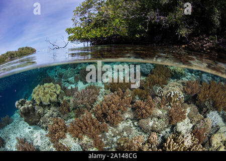 Una barriera corallina prospera sul bordo di un'isola in una parte remota di Raja Ampat, Indonesia. Foto Stock