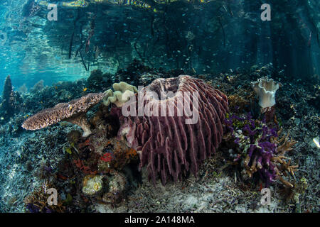Coralli, spugne e altri invertebrati di Raja Ampat, Indonesia. Foto Stock