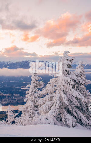 Coperta di neve alberi sulla vetta del Monte Swansea al tramonto, vicino Invermere, British Columbia, Canada - Inverno tema Foto Stock