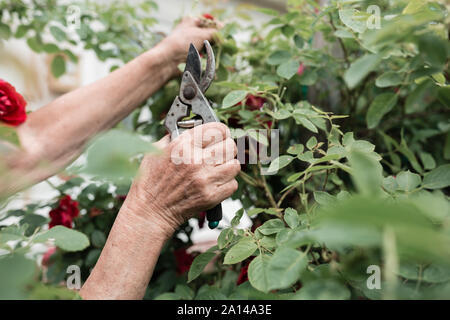 Concetto di giardinaggio - giardiniere nel soleggiato giardino piantagione di rose rosse. Senior donna 80 anni lavora in giardino Foto Stock